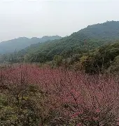 zbz和zjz区别 zbz和zjz区别